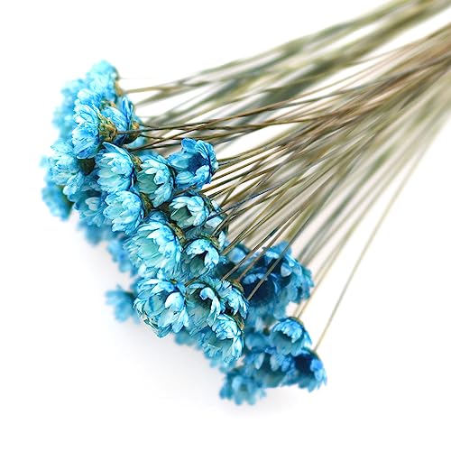 TAODAN 90 tallos Flores secas naturales azul real miniatura 2