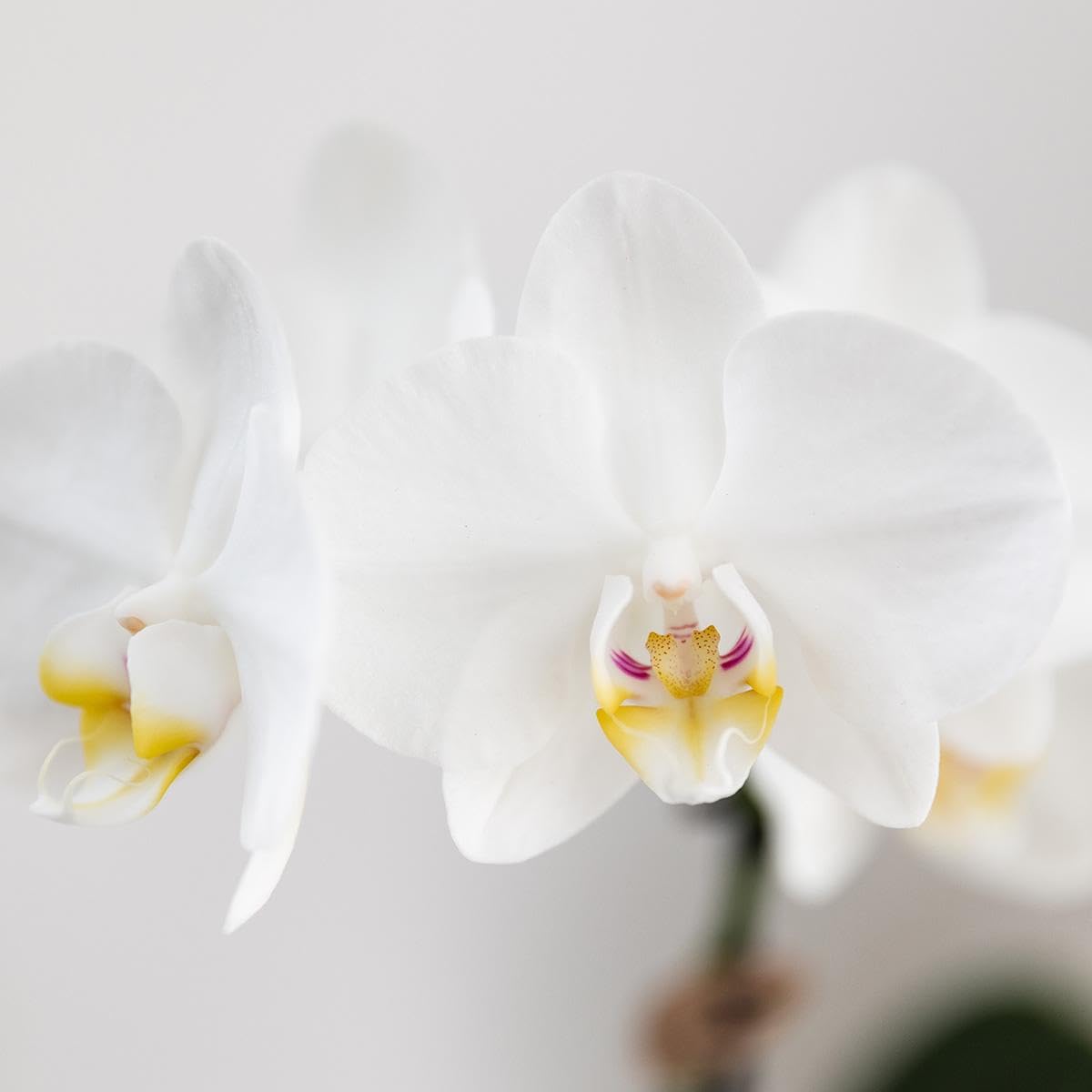 Amabilis - Orquídea blanca en negrita coñac de 9 cm de diámetro, planta de interior en flor fresca del cultivador, elegante orquídea con 2 – 3 tallos fuertes