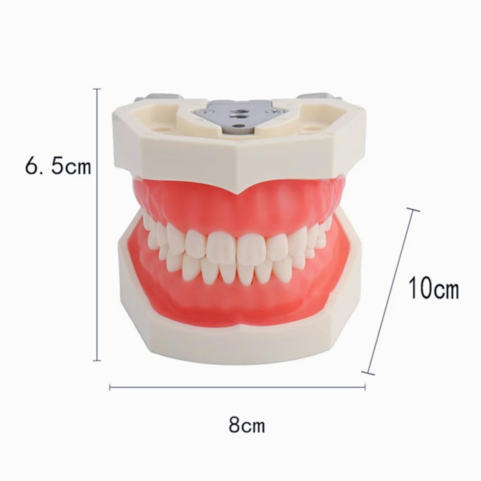 Modelo de dientes dentales de tipodonto, completamente desmontables, modelo de 28 dientes, adecuado para enseñar, practicar y estudiar, viene con un pequeño destornillador