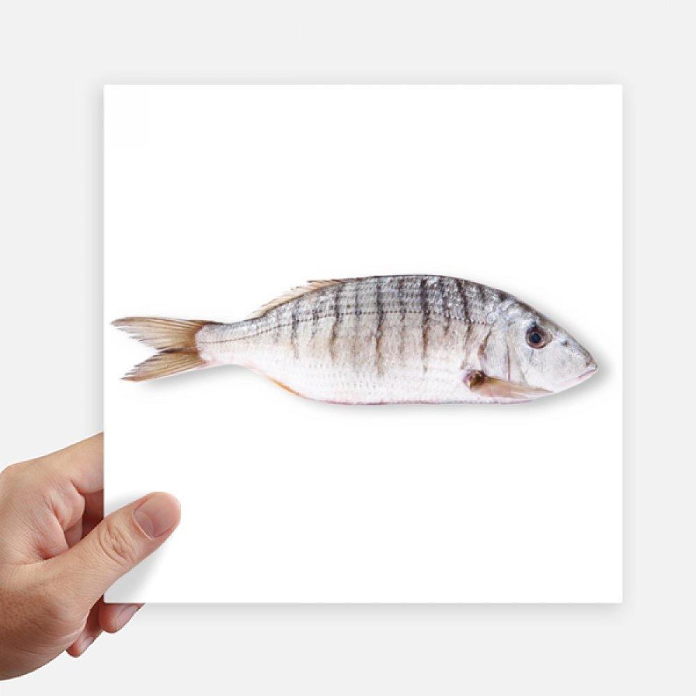 Sticker poisson curly ocean autocollant 20cm deccl pour mur et motobike 4pcs