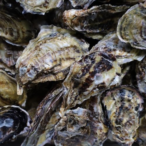 y Hp  kt y 5kg  VN Ί { Yn CN o[xL[ H Ăy L œKȈێ挹