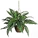 Nearly Natural 6599 Boston Fern Silk Hanging Basket, Green