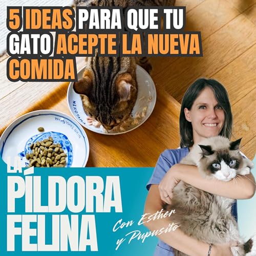623. 5 IDEAS para que tu gato ACEPTE LA NUEVA COMIDA