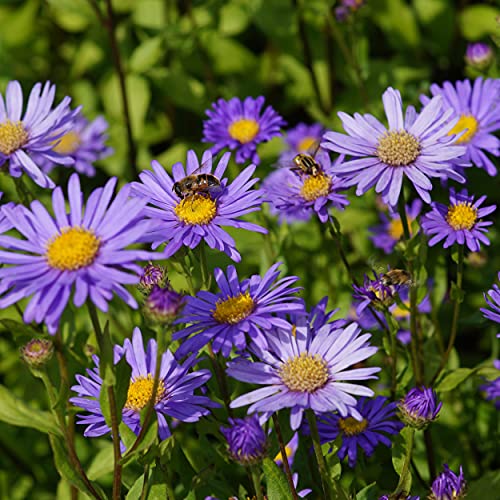 Blumixx Stauden Aster x frikartii 'Mönch' - Sommeraster im 0,5 Liter Topf blauviolett blühend