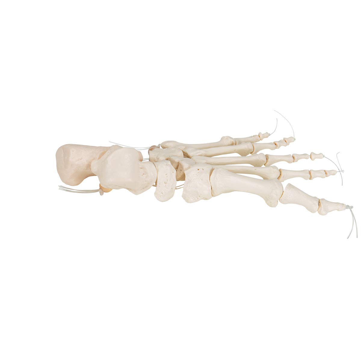 3B Scientific A30/2L, A30/2R Scheletro del Piede su Filo di Nylon, Non Fisso + software gratuito di anatomia - 3B Smart Anatomy