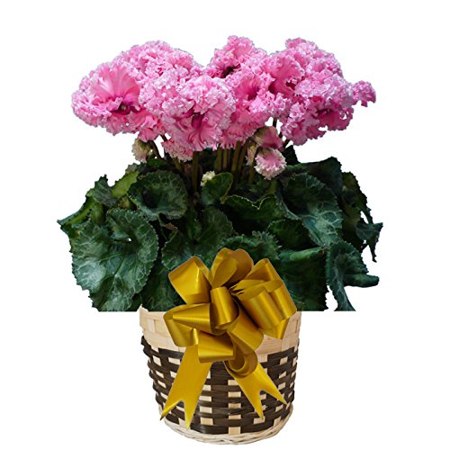 �Q�n�̔��ԃM�t�g �V�N������ �r�A���J �s���N �������Ɖ��| �B�l�̃V�N������ �Ԕ��A�� �� �M�t�g �v���[���g �����i �N���X�}�X ���Ε� ���N�� (cyc-bianca-pink01)