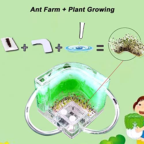 Snapklik.com : EXBEPE Ant Farm Large 2 Layer Gel Ant Colony Ecosystem ...