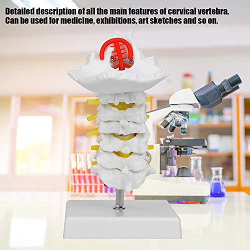 Modèle de nerf et colonne cervicale avec artère carotide pour anatomie