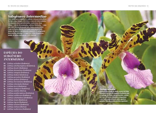 Mestre das Orquídeas - Volume 19: Cattleya brasileiras