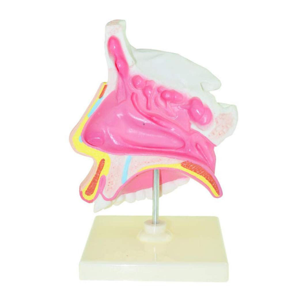 Model Krtani — Model Anatomiczny Narządów Ludzkich Modele Anatomiczne Krtani — Materiał Pvc Modele Anatomiczne Człowieka Modele Naukowe Model Krtani Do Celów Edukacyjnych