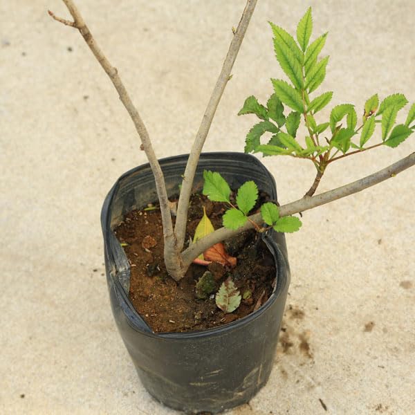 Amazon.co.jp: 庭木・植木：ナナカマド（ななかまど）七竈 特大株 現品