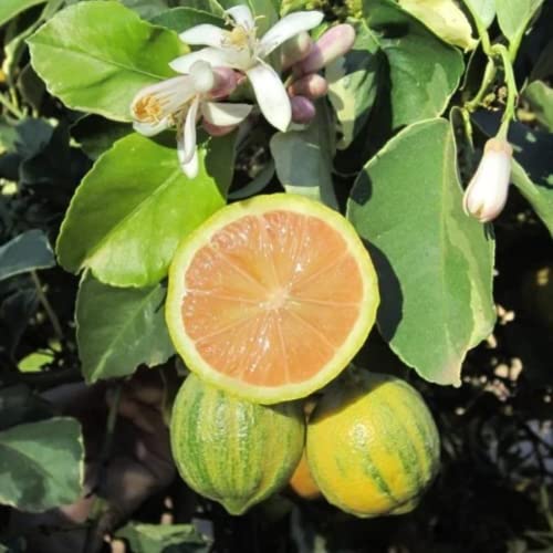 Live Variegated Pink Lemon Tree 2 To 3 Ft Tall In Gallon Pot Grafted Fruit Tree For Planting Garden No Ship Ca #TOP22