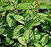 400 Lemon Mint Seed Germination Rate Is Very High, Relaxed and Pleasant
