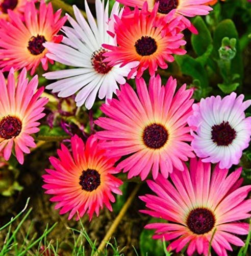 See full amazon price history chart for Kraft Seeds Mesembryanthemum/Ice Flower K-S Mix (1500 Seeds) Heirloom Flower Seeds Non-GMO (Variety Superb Flower Garden) Kraft Seeds Mesembryanthemum/Ice Flower K-S Mix (1500 Seeds) Heirloom Flower Seeds Non-GMO (Variety Superb Flower Garden) (B09WXRFHYV) Amazon Price History, Amazon Price Tracker
