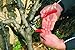 Felco F-13 Pruning Shears – 10.6