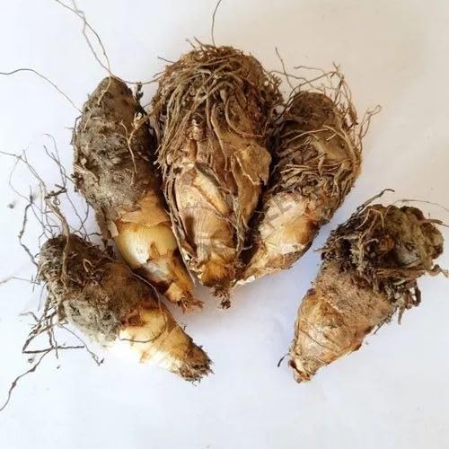 Rajanigandha Tuberose Nishi Gandha Hybrid Double Petal Fragrance Rich Flower Bulbs for Plants for Home Courtyard Terrace and All Season Growing Use, pack of 30-image-24