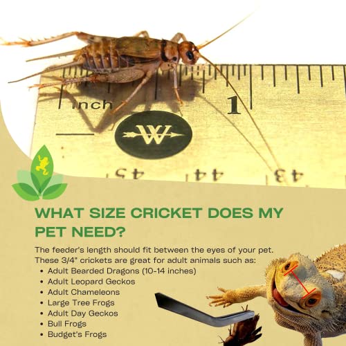 Josh's Frogs 3/4" GUTLOADED Banded Crickets (60 Count) - Image 3