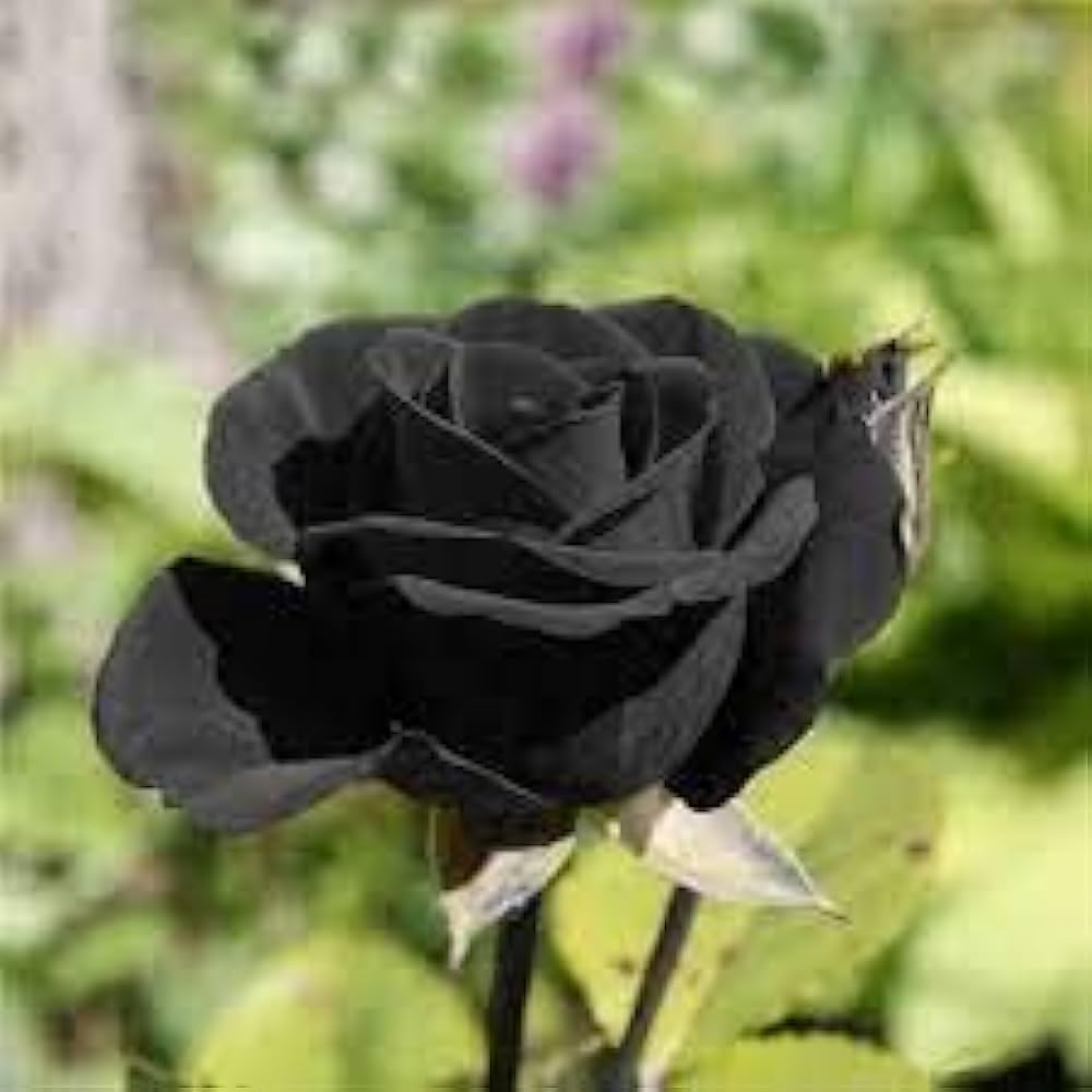 Colorful Rose Seeds - 6 Types, Easy to Grow -6 Colorful Rose Seeds - 6 Types, Easy to Grow -6