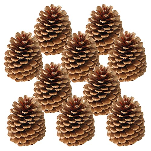 matches21 Deko Zapfen für Gestecke Walddeko Naturdeko Herbstdeko...