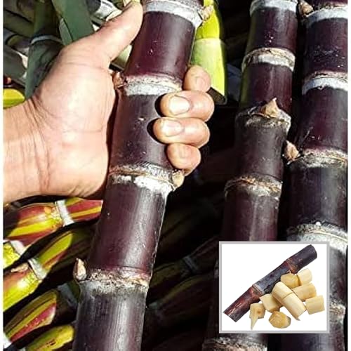 HAPING Soft Filipino Black Sugarcane Ganna Live Plant (1.5-3 Feet Height)