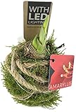 Fangblatt - Amaryllis mit Moos mit LED - Exklusive Dekoration - gewachste Blumenzwiebel blüht ohne Gießen