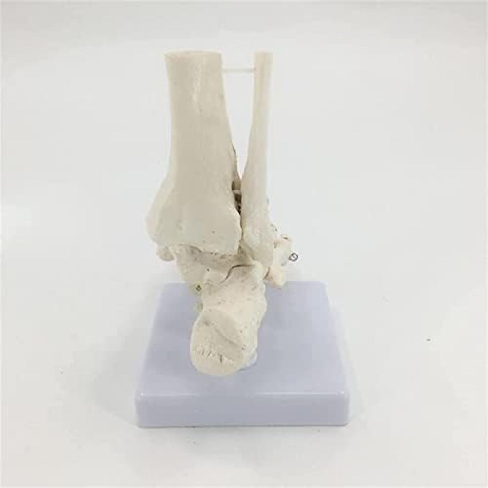 Model szkieletu stopy Szkielet anatomiczny model stopy Model kostki Model kości ludzkiej stopy Model szkieletu stopy z podstawą ekspozycyjną Do studiów medycznych i nauk ścisłych
