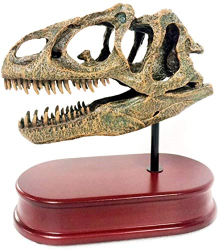 LBYLYH Modello del Cranio di Dinosauro 6,5 Pollici - Giurassico Allosaurus Dinosaur Testa Fossile Big Skull - per La Ricerca su Animali Archeologica, Scienze Dell'Educazione