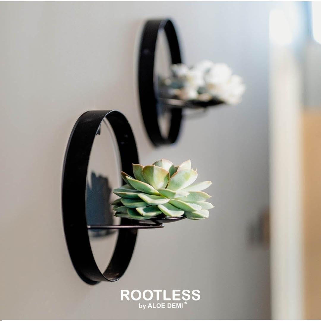 Aloe Demi - Plantconcepten | Creatief, Uniek & Origineel