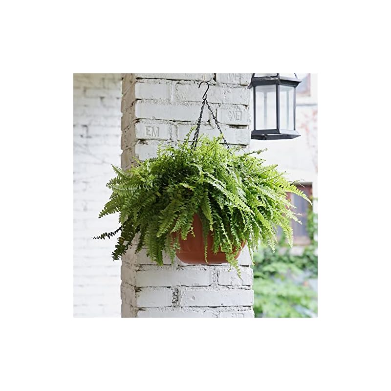YIKUSH Hanging Planter for Indoor and Outdoor Plants 2 Pack 12inch Flower Pot Plastic Plant Pot with Drainage Hole and Absorbing Tray（Terracotta,with 3 Hooks） - Image 4