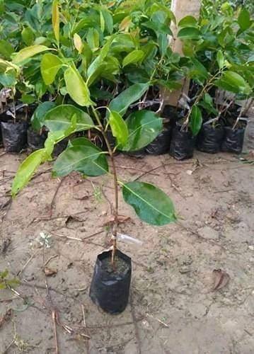 Image of All Season Thai Black Jamun Live Plant Sapling | Grafted Indian Java Plum Fruit Tree | Early Fruiting Hybrid Variety | Big Size Sweet Fruits | Healthy Live Plant for Home Garden, Terrace & Outdoor