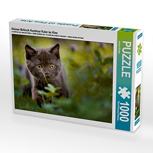 CALVENDO Puzzle Britisch Kurzhaar Katzenbaby 1000 Teile | Motivgröße 64x48 Cm | Hochwertiger Puzzlespaß