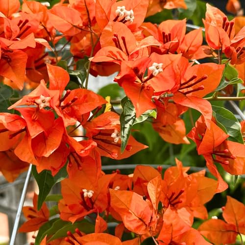 2 Bougainvillea Live Plants Tropical Bougainvillea Flowering Vine Fast Growing Outdoor and Container Plant 4-8 Tall (Deep Orange Blooms)