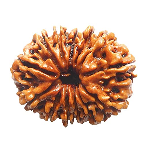 13 Mukhi Rudraksha perle authentique du Népal aux treize faces gravées #Frienemy-2811
