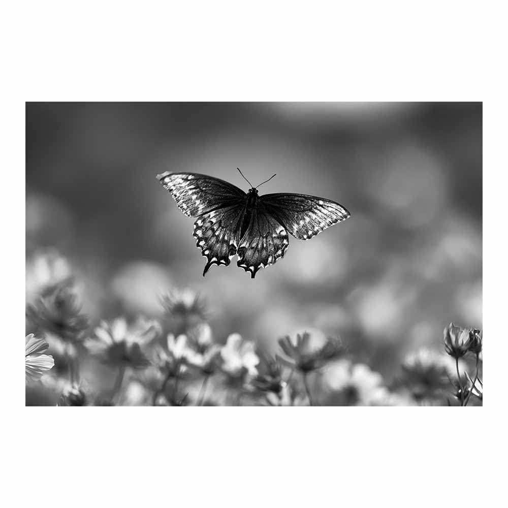 HOQIU Black And White Pictures Black Whites Butterflyss canvas wall art, painting and decor, for Living Room Bedroom Home Decoration(Multicolor)-80x120cm Unframed