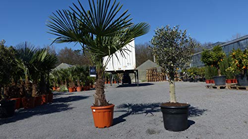 gruenwaren jakubik Olivenbaum + XXL Palme im Set, beste Qualität, winterhart, Trachycarpus Olive