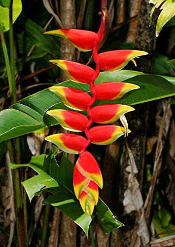 Heliconia Rostrata Garra De Langosta Planta Flase Ave Del Paraíso