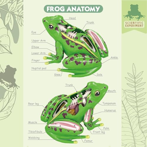 Image of LUCKY GUESS 4D Frog Anatomy Model 23-Part Puzzle with Flash Cards | 23 Part Puzzle, 11 Knowledge Flash Cards, Detachable Organs and Body Parts, Educational Medical Clinic Teaching Equipment