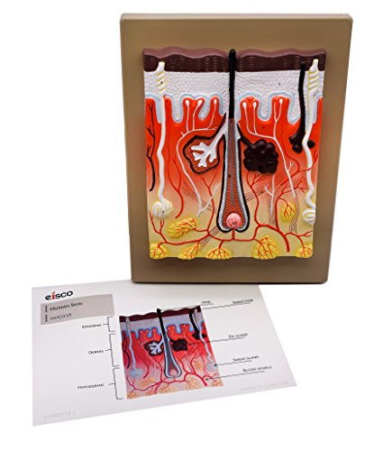 Image of EISCO Human Skin Model, 300x Enlarged - with Hand Painted Details - Mounted on Base, 13 inch x 10 inch