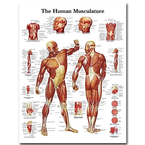GatherTOOL 1PC Human Anatomy Muscles System Art Poster Print Body Map Silk Painting Wall Pictures for Medical Education Office Home Decoration (Color : 77, Size : 80x120cm No Frame)