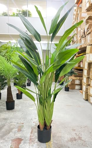 Bananeira Viajante Planta Permanente Real Toque 1.60m