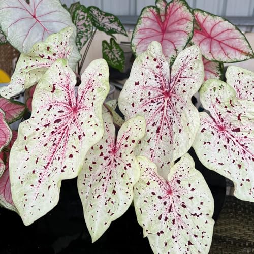 Semillas de alocasia - variedades Antiguas decoración de Sala Estar Oficina Interior Interior purificadoras Aire Productos sostenibles Regalos para los Amantes la 350pcs