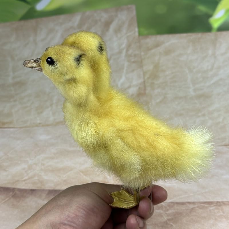 Animal specimens Filled with Real Eurasian Goose/Duck specimens Teaching/Decoration/Props Decoration (Yellow - Two-Headed Duckling)