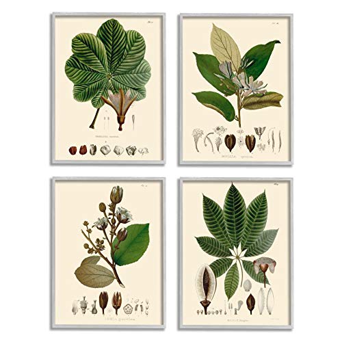 Image of Stupell Industries Plant Anatomy Chart Vintage Scientific Illustration