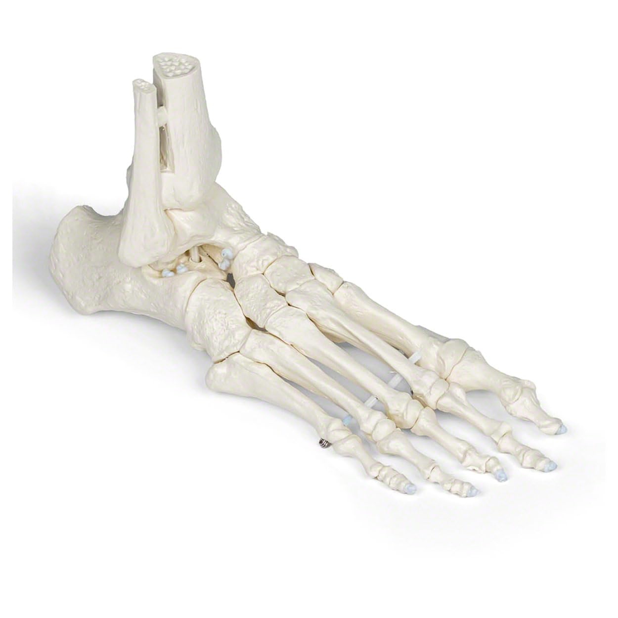 Beweglicher Fuß mit Unterschenkelstumpf, Anatomie Modell, Anatomische Lehrmittel, Knochenmodell, Fußskelett