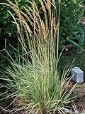 Perennial Farm Marketplace Calamagrostis a. 'Overdam' (Feather Reed) Ornamental Grasses, Size-#1 Container, Variegated Foliage Yellow Spikes