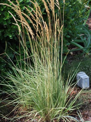 Perennial Farm Marketplace Calamagrostis a. 'Overdam' (Feather Reed) Ornamental Grasses, Size-#1 Container, Variegated Foliage Yellow Spikes