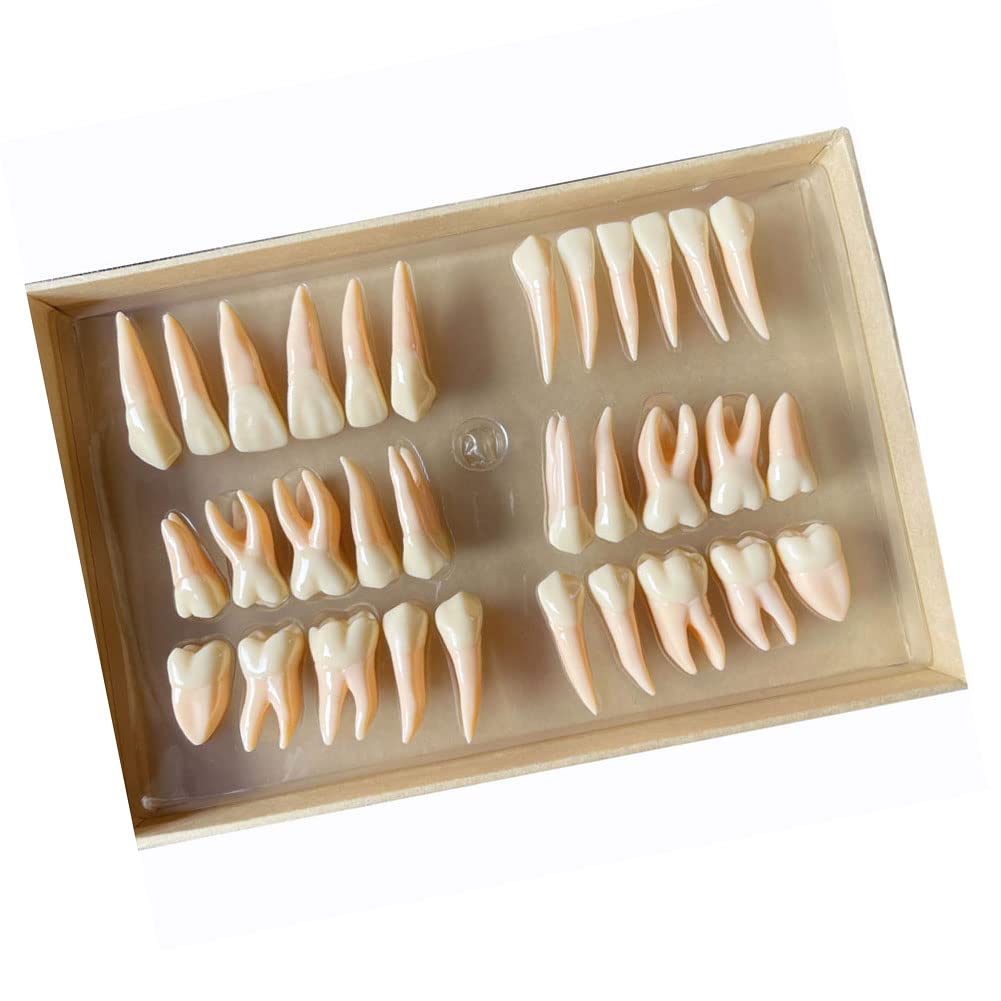 歯科　サンプル模型　6個セット(ゴールドCr,In,On,等) 歯科 サンプル模型 6個セット(ゴールドCr,In,On,等)