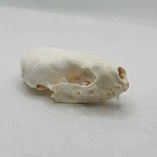 1 Pcs Mink Skull/Real Animal Skull/Real Bone/Decoration/Gift