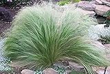 Portal Cool Stipa tenuissima 'Colas de Potro' Hierba Ornamental de Jardines Planta 9 cm Pot