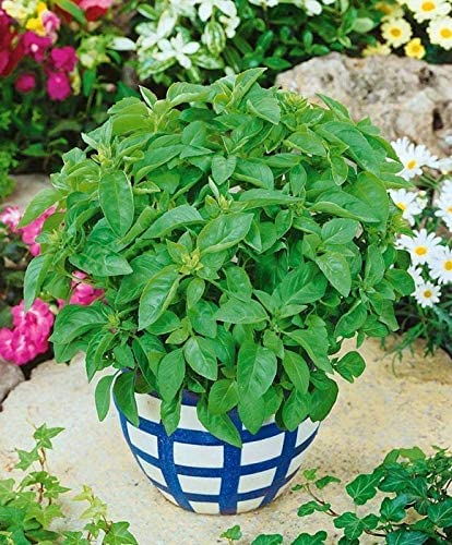 Burpee Sweet Non-Gmo Planting | Grow Fresh Herb In Home Garden | Classic Basil Variety For Italian Cooking, 3500 Seeds A42 #TOP4